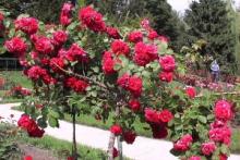 ����� �������� �������: ������ ��� ���